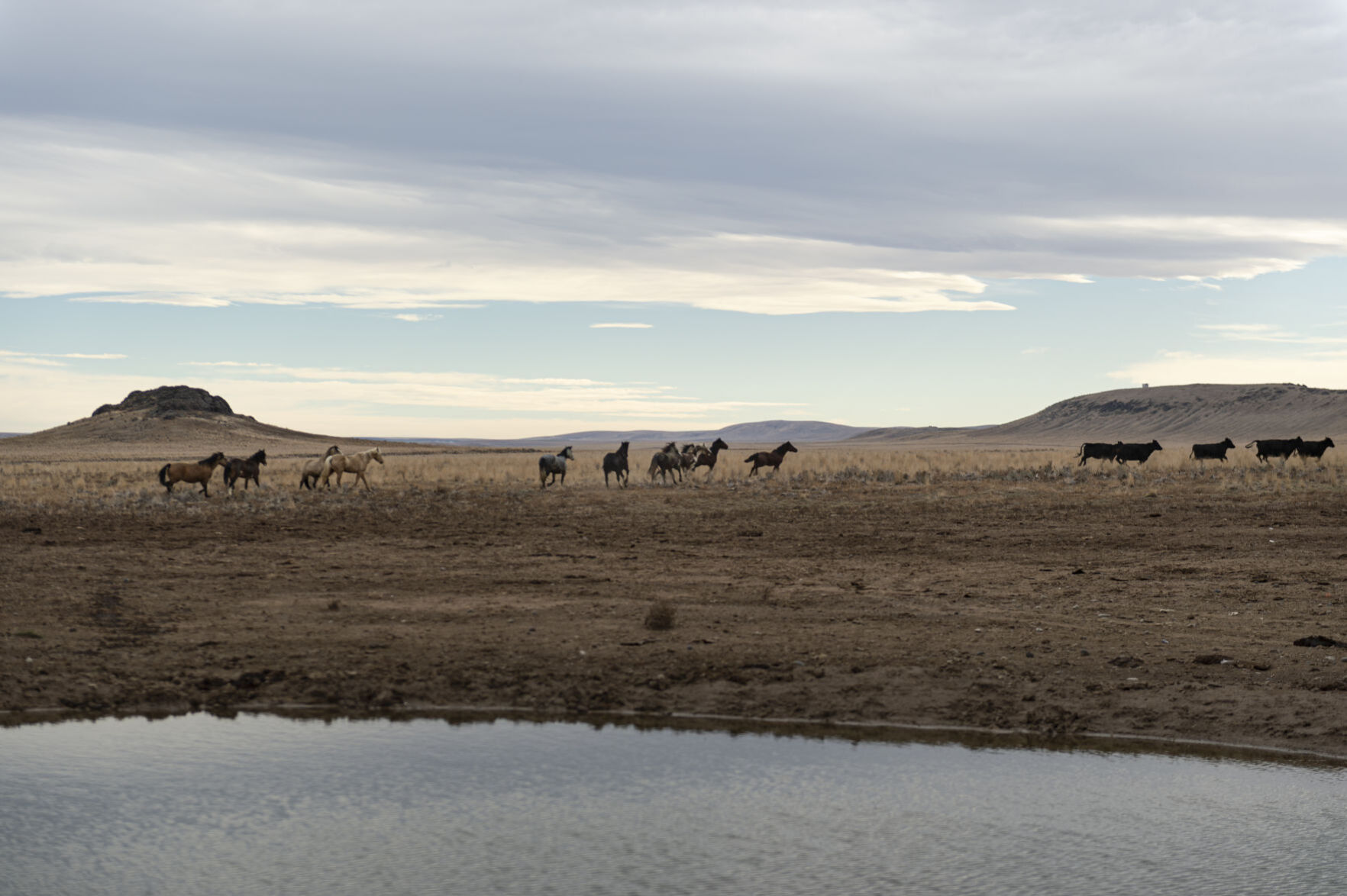 BLM releases 11 horses back into the wild